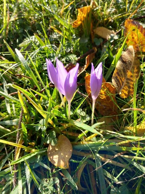  - Toamna în octombrie