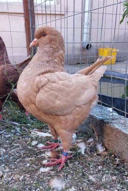 Screenshot_20251013-101655_OLXro - Vanduti king