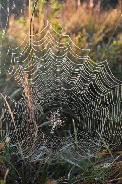  - Toamna în octombrie