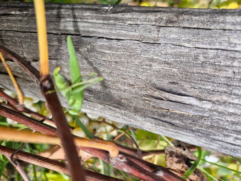  - Toamna în octombrie