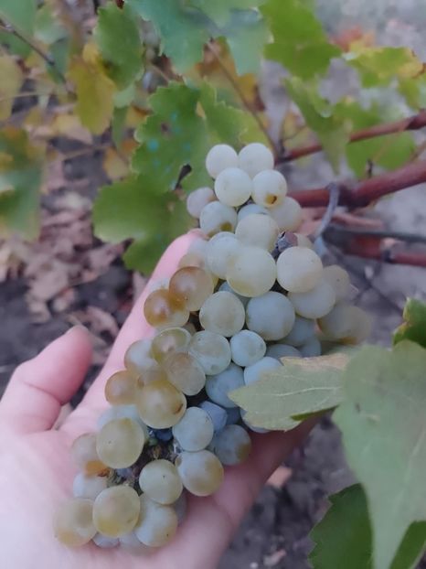  - Toamna în octombrie