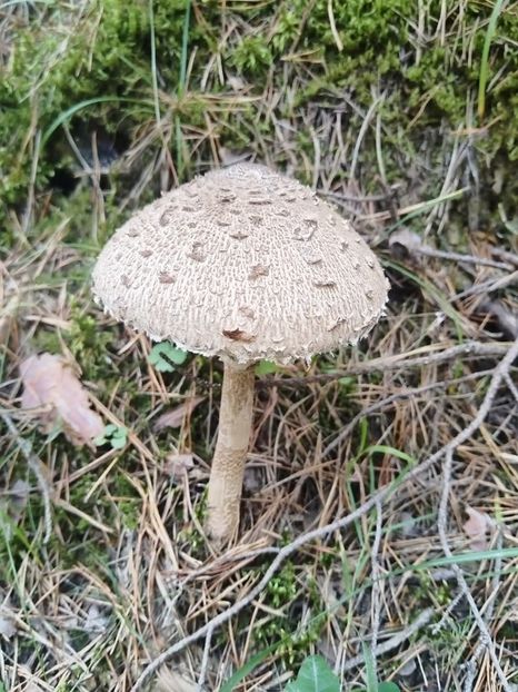  - Toamna în octombrie