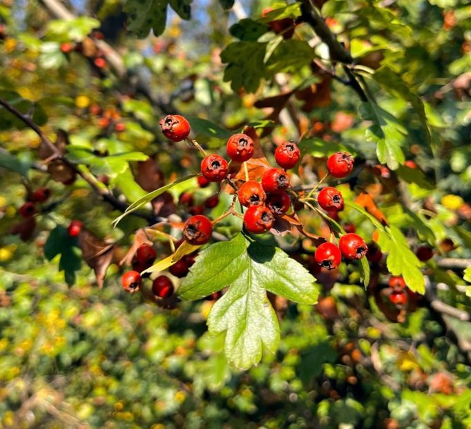  - Toamna în octombrie