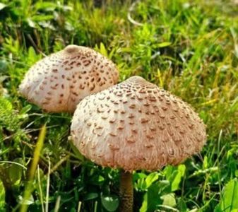  - Toamna în octombrie