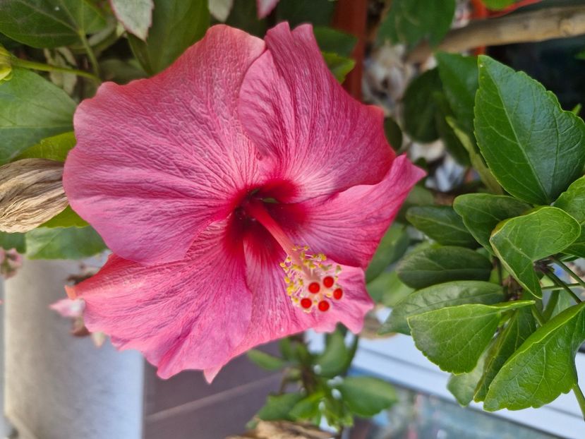  - Florile mele octombrie 2025