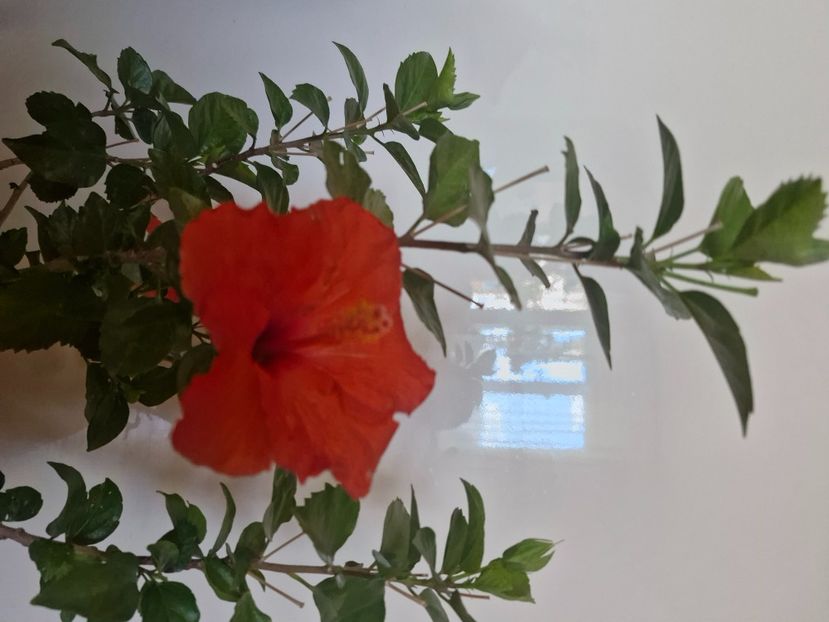  - Florile mele octombrie 2025