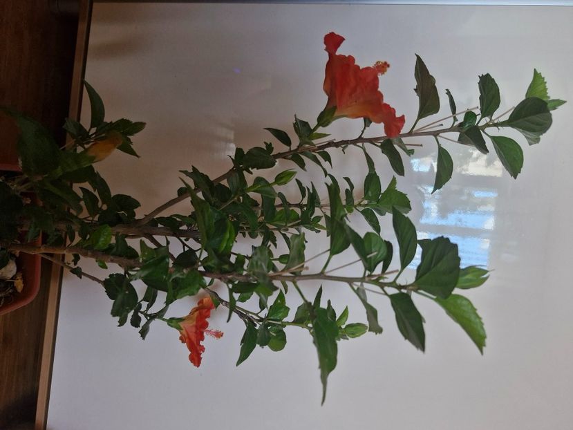  - Florile mele octombrie 2025