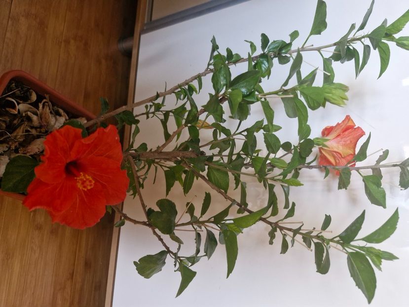  - Florile mele octombrie 2025