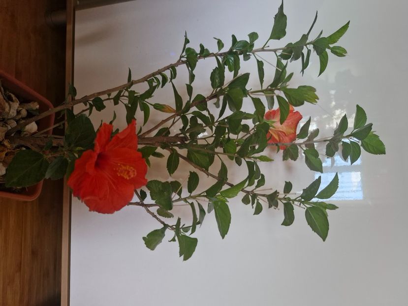  - Florile mele octombrie 2025