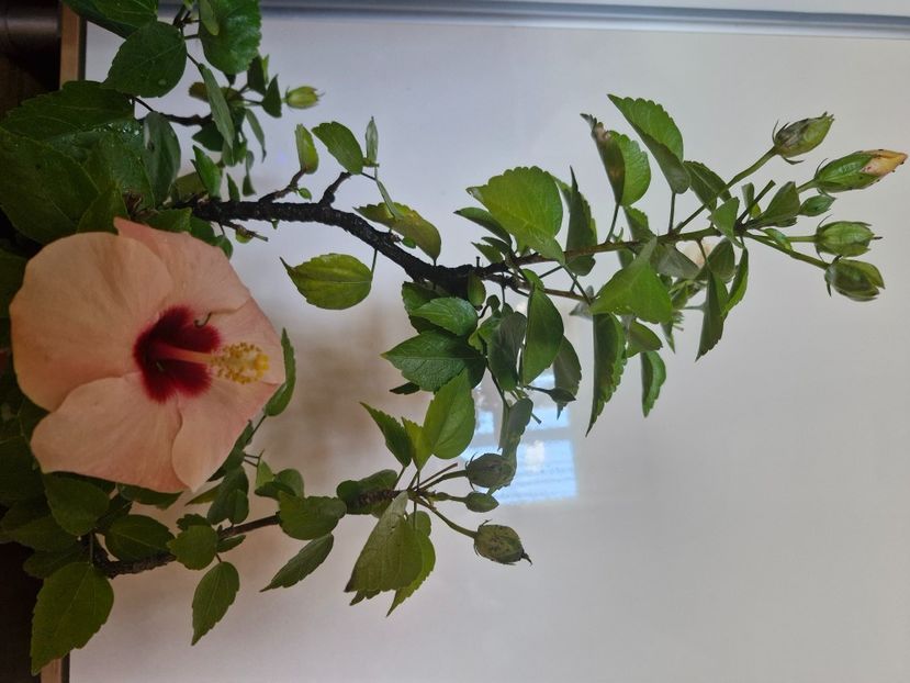  - Florile mele octombrie 2025