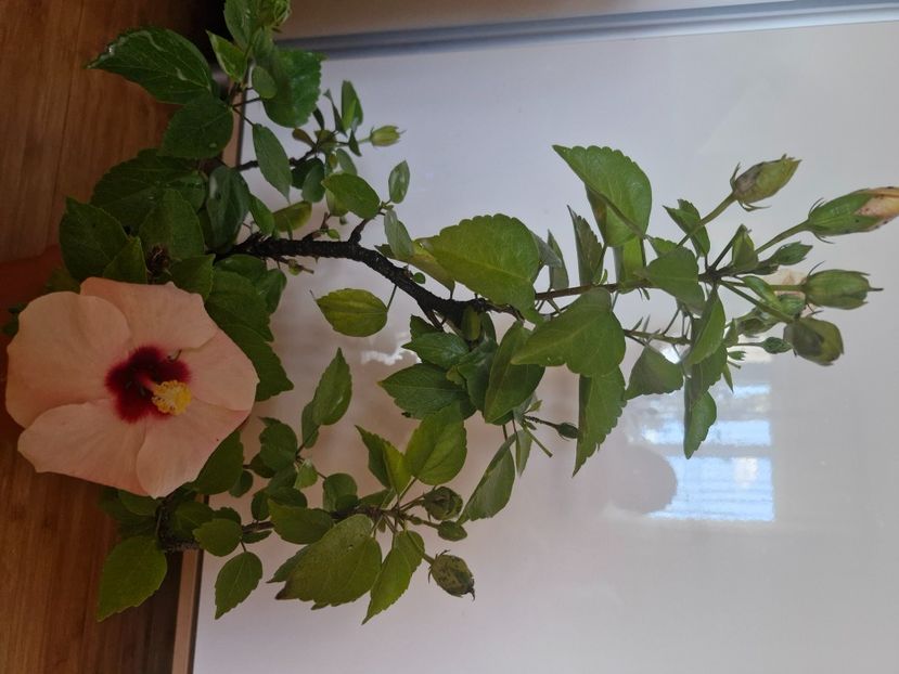  - Florile mele octombrie 2025