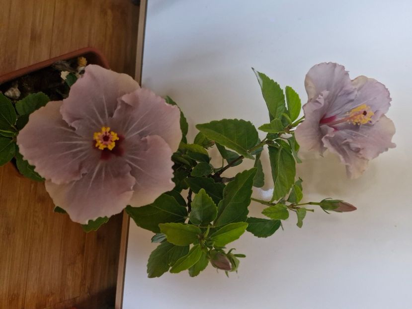  - Florile mele octombrie 2025