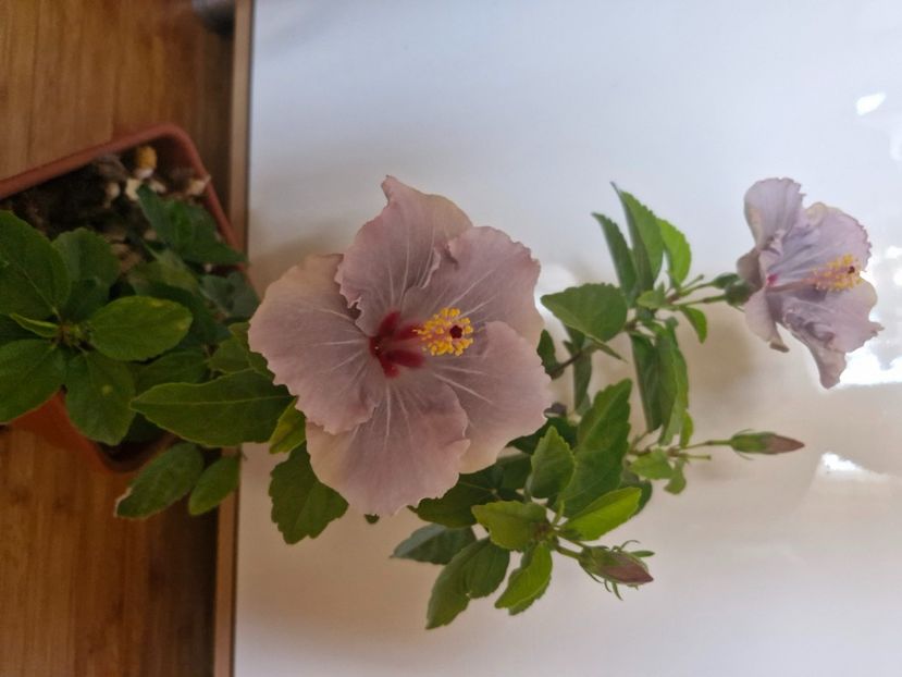  - Florile mele octombrie 2025