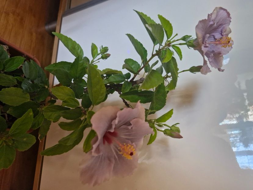  - Florile mele octombrie 2025