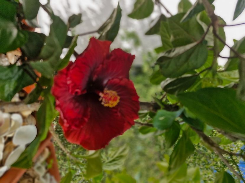  - Florile mele octombrie 2025