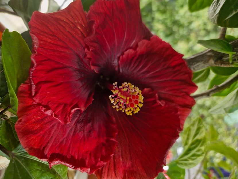  - Florile mele octombrie 2025