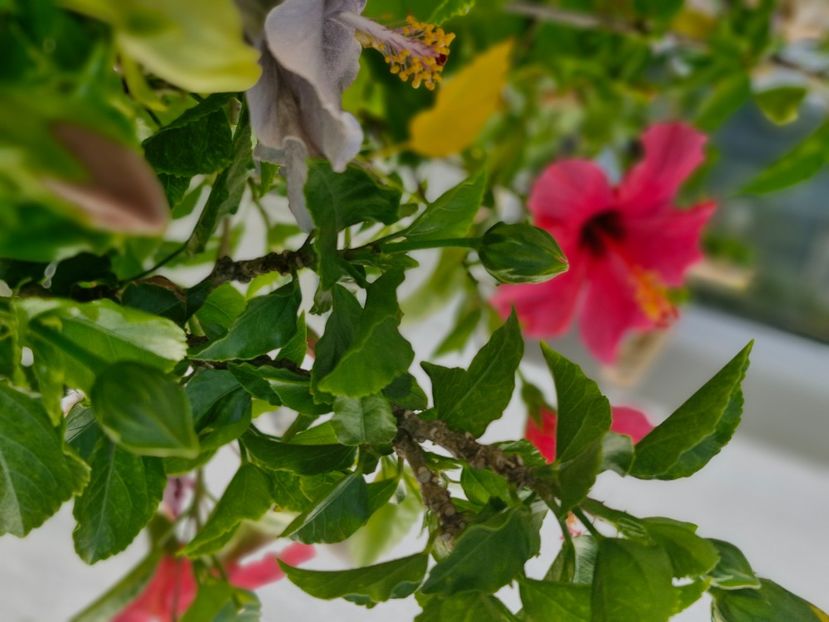  - Florile mele octombrie 2025