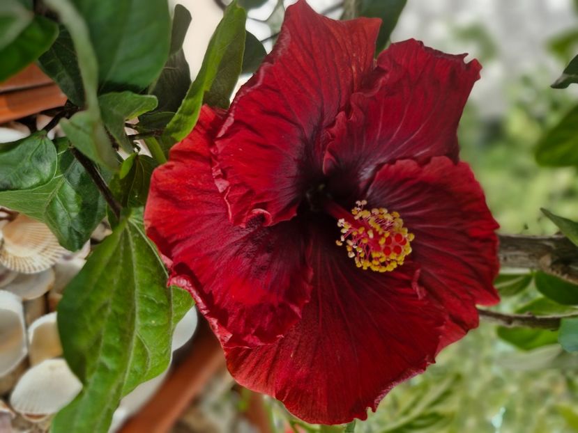  - Florile mele octombrie 2025