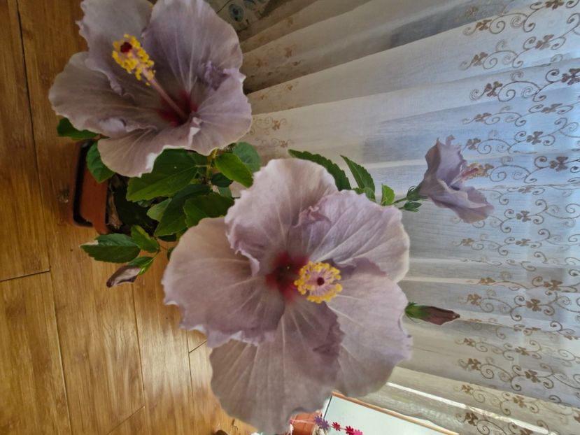  - Florile mele octombrie 2025