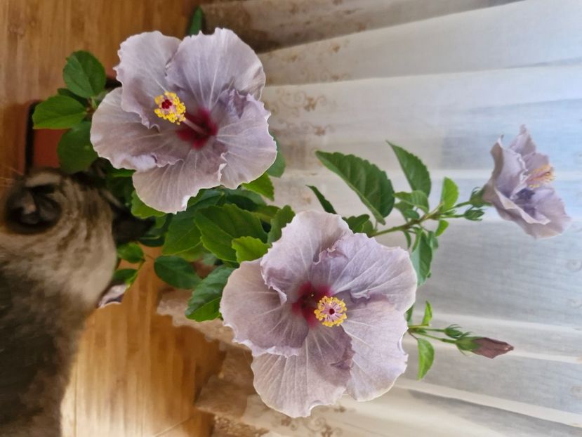  - Florile mele octombrie 2025