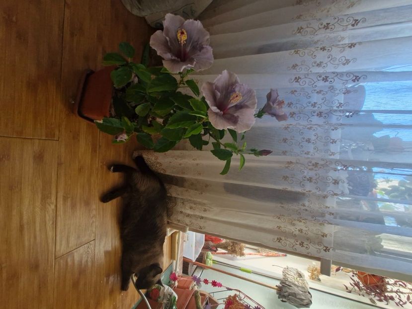  - Florile mele octombrie 2025