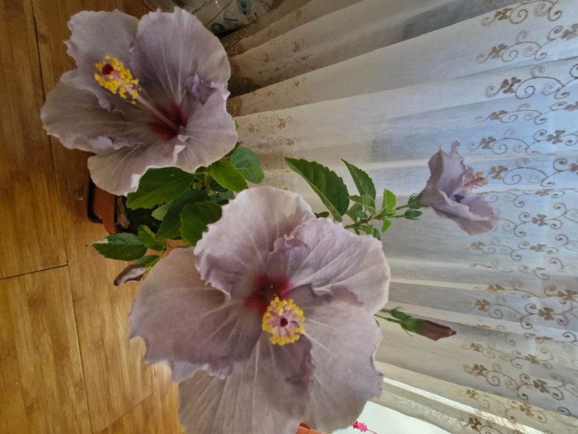  - Florile mele octombrie 2025