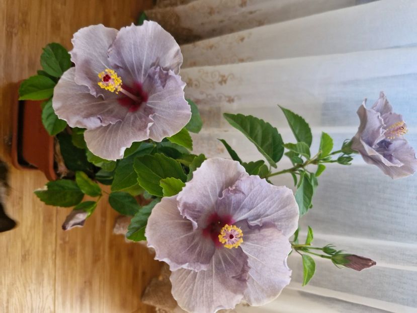  - Florile mele octombrie 2025