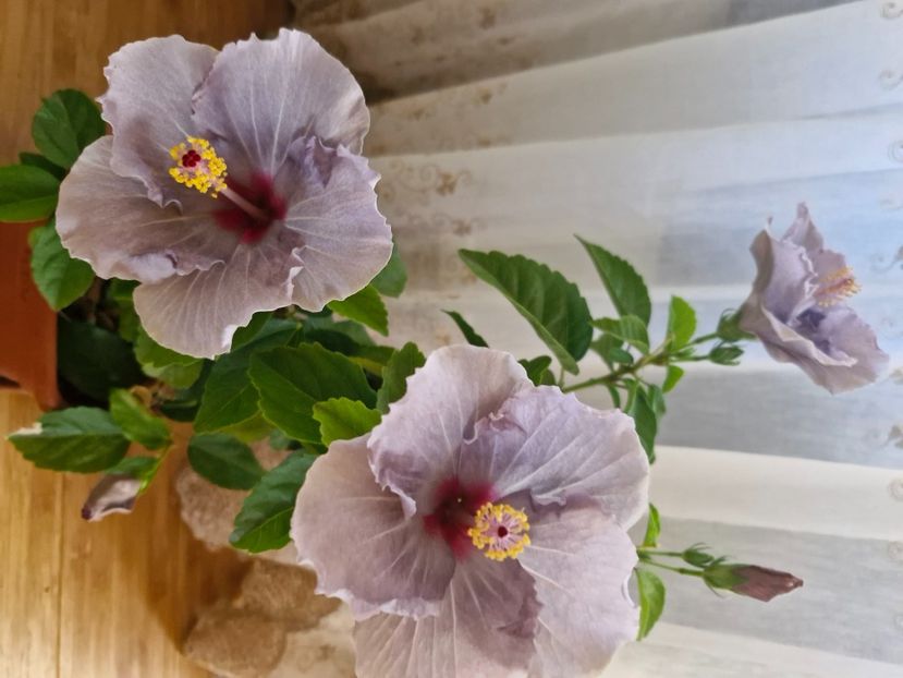  - Florile mele octombrie 2025