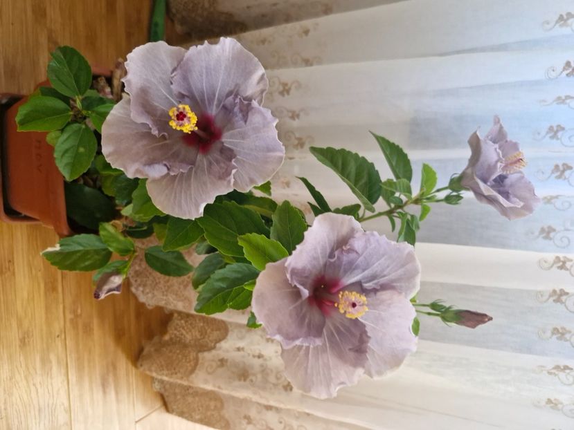  - Florile mele octombrie 2025