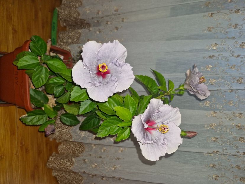  - Florile mele octombrie 2025