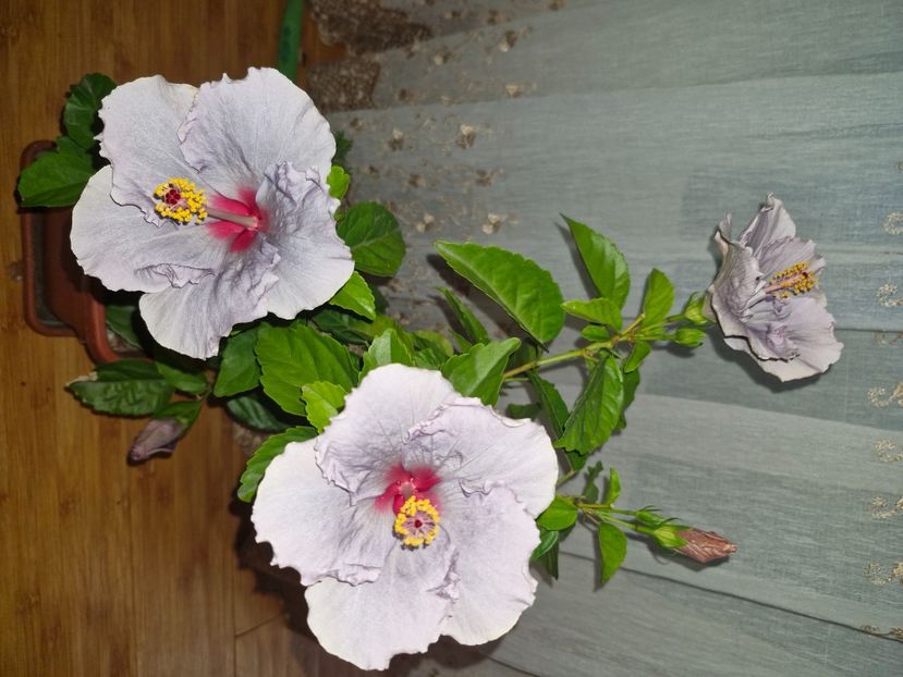  - Florile mele octombrie 2025