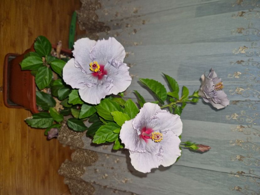  - Florile mele octombrie 2025