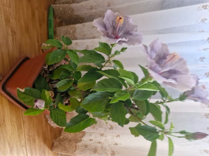  - Florile mele octombrie 2025