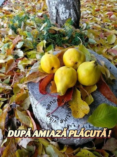  - La țară octombrie 2025