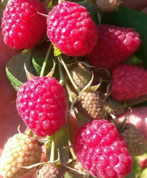  - La țară octombrie 2025