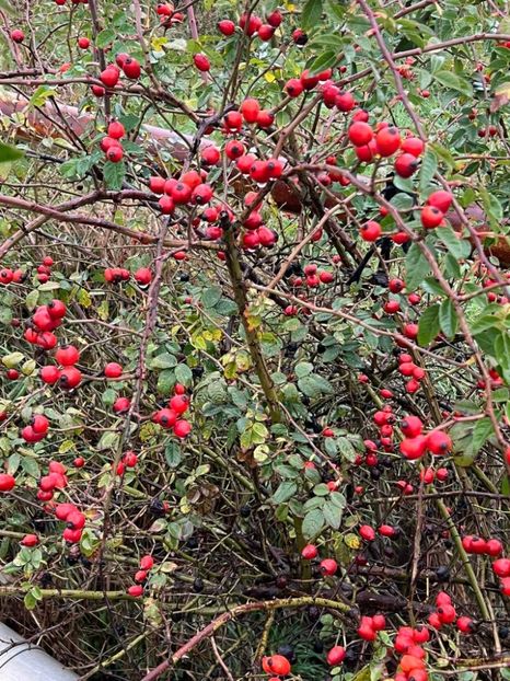  - La țară octombrie 2025