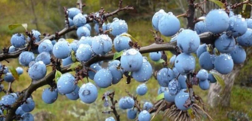  - La țară octombrie 2025