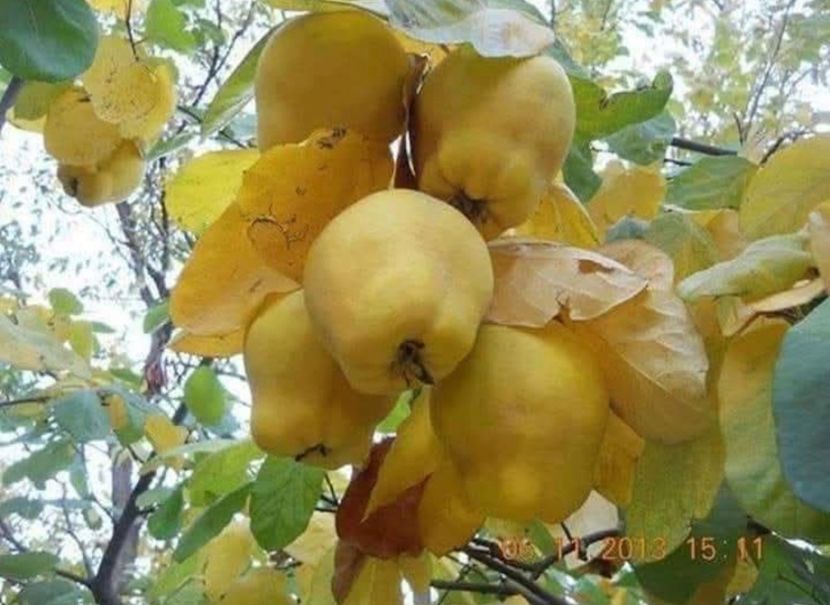  - La țară octombrie 2025