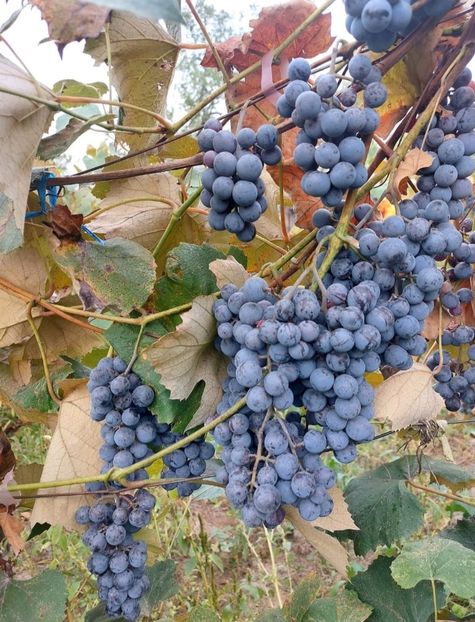  - La țară octombrie 2025