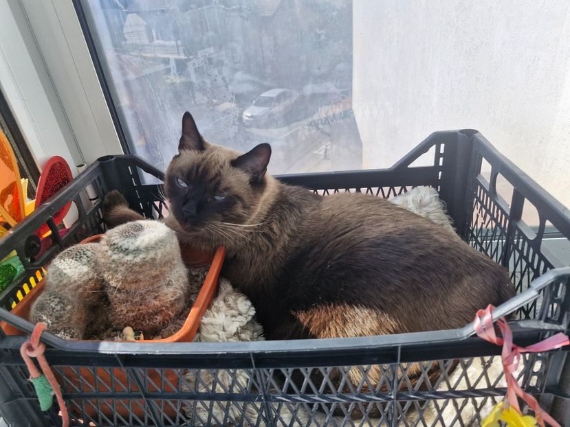  - Pisicii mei octombrie 2025