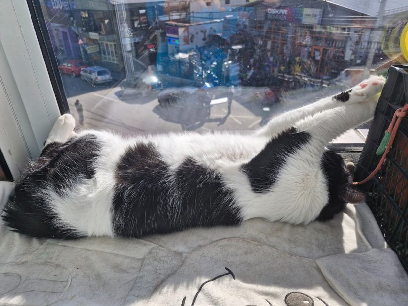  - Pisicii mei octombrie 2025