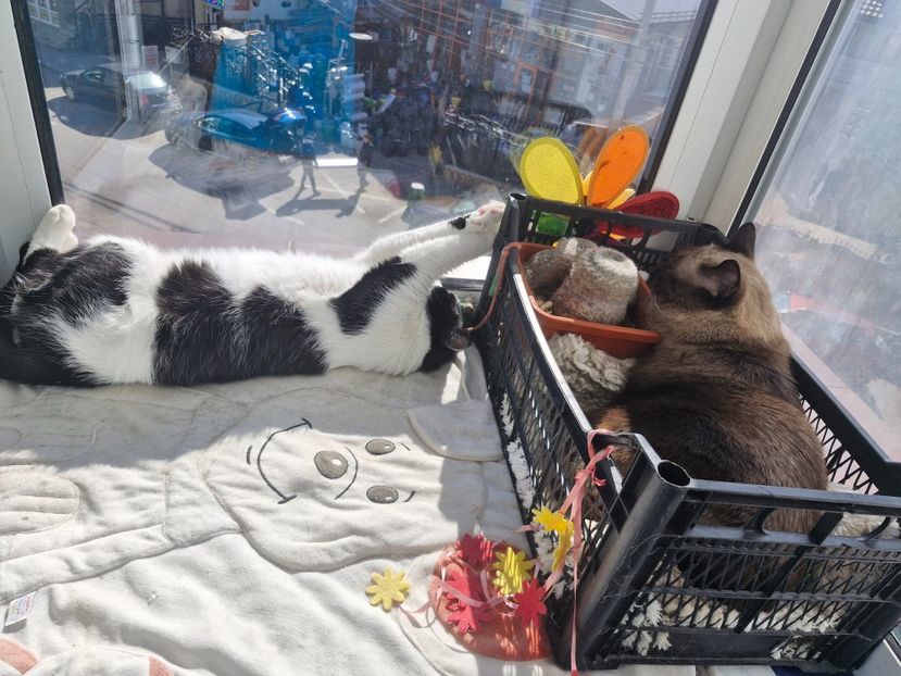  - Pisicii mei octombrie 2025