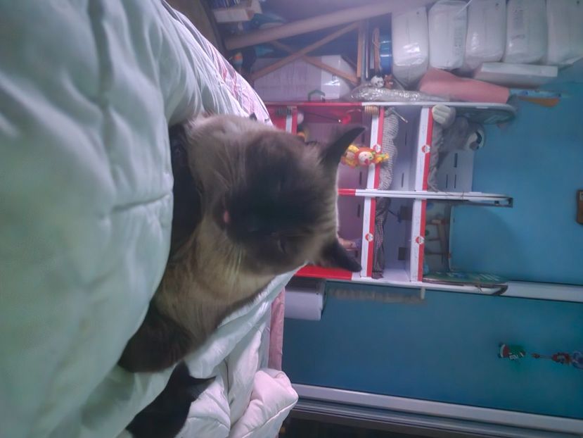  - Pisicii mei octombrie 2025