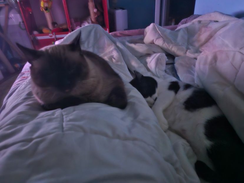  - Pisicii mei octombrie 2025