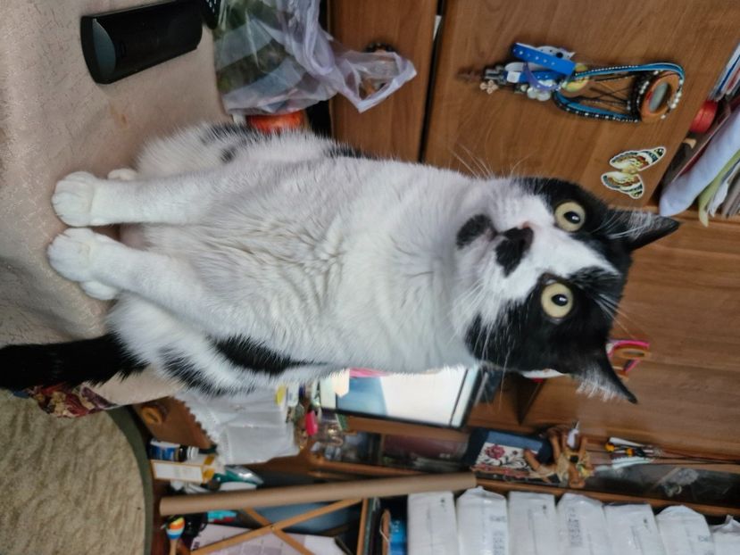  - Pisicii mei octombrie 2025