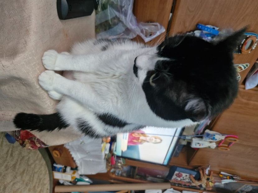  - Pisicii mei octombrie 2025