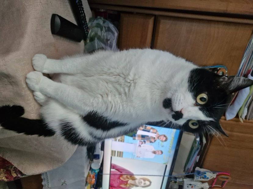  - Pisicii mei octombrie 2025