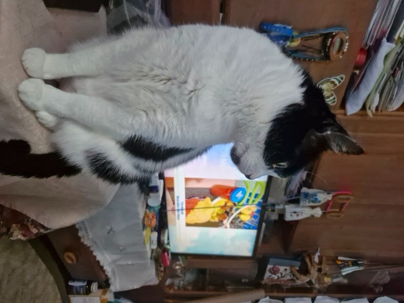  - Pisicii mei octombrie 2025