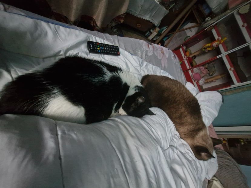  - Pisicii mei octombrie 2025