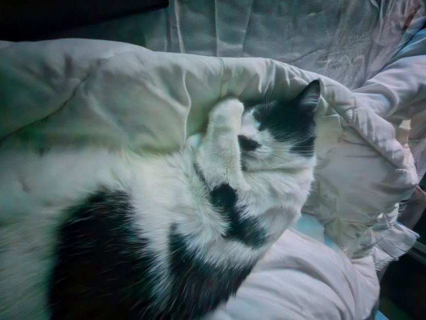  - Pisicii mei octombrie 2025